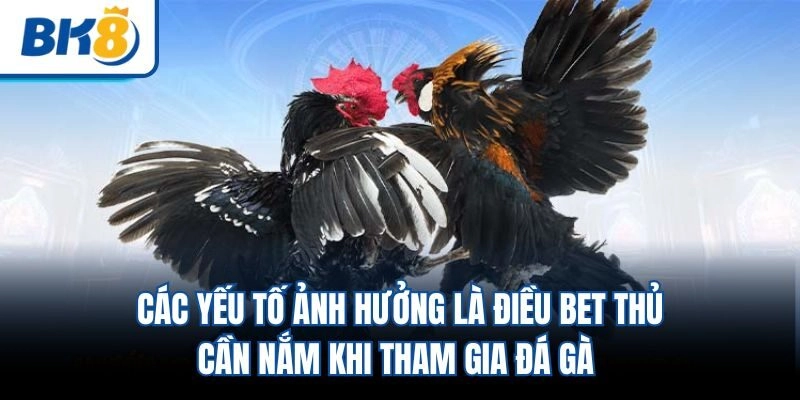 Các yếu tố ảnh hưởng là điều bet thủ cần nắm khi tham gia đá gà